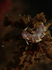 Phidiana militaris