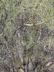 Parkinsonia microphylla