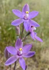 Thelymitra megcalyptra
