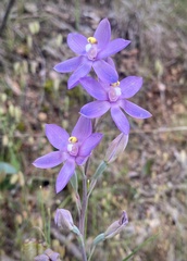 Thelymitra megcalyptra