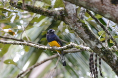 Trogon viridis