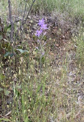 Thelymitra megcalyptra