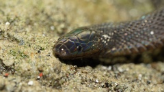 Achalinus formosanus