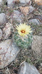 Coryphantha pallida