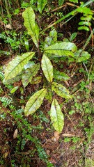 Quintinia serrata