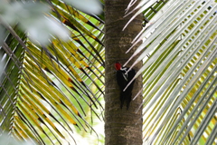 Campephilus melanoleucos