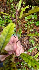Quintinia serrata