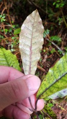 Quintinia serrata