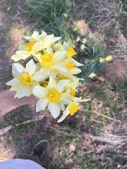 Narcissus