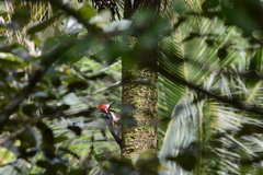 Campephilus melanoleucos