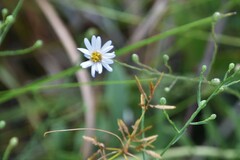 Symphyotrichum subulatum elongatum