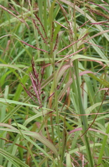 Bothriochloa bladhii