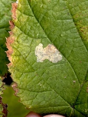 Phyllonorycter coryli