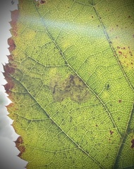 Phyllonorycter coryli