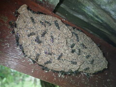Metapolybia