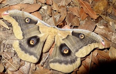 Antheraea oculea