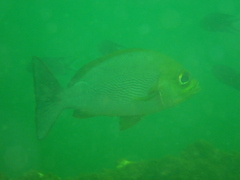 Parapristipoma trilineatum