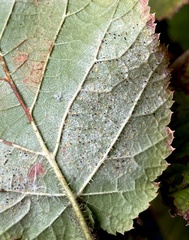 Phyllonorycter coryli