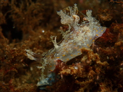 Plocamopherus ceylonicus