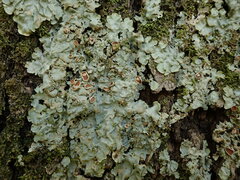Lobaria adscripta