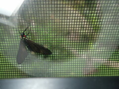 Ceramidia phemonoides