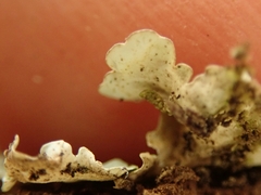 Lobaria adscripta