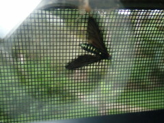 Ceramidia phemonoides