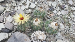 Coryphantha pallida