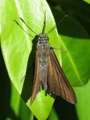 Phocides pigmalion
