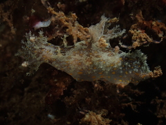 Plocamopherus ceylonicus