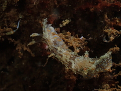 Plocamopherus ceylonicus