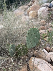 Opuntia gilvescens