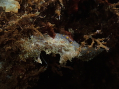 Plocamopherus ceylonicus