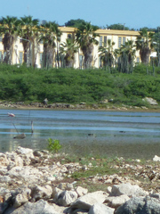 Phoenicopterus ruber