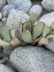 Opuntia basilaris basilaris