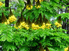 Cenostigma pluviosum