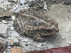 Incilius mazatlanensis