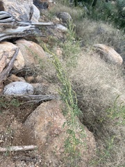 Ambrosia confertiflora