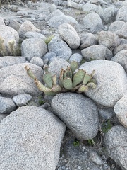 Opuntia basilaris basilaris