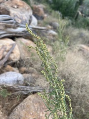 Ambrosia confertiflora