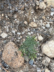 Ambrosia confertiflora
