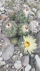 Coryphantha pallida