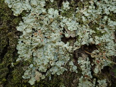 Lobaria adscripta