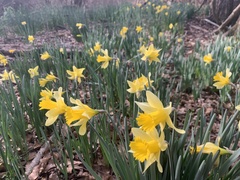 Narcissus