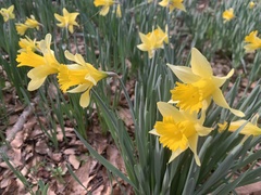 Narcissus