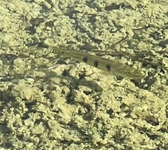 Cichla ocellaris