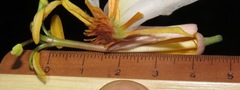 Passiflora cauliflora