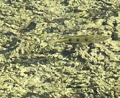 Cichla ocellaris