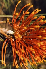 Grevillea pteridifolia
