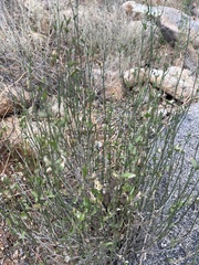 Carlowrightia arizonica